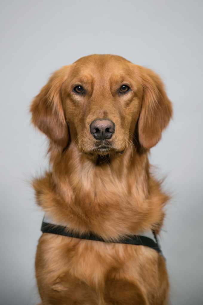 golden retriever nugget