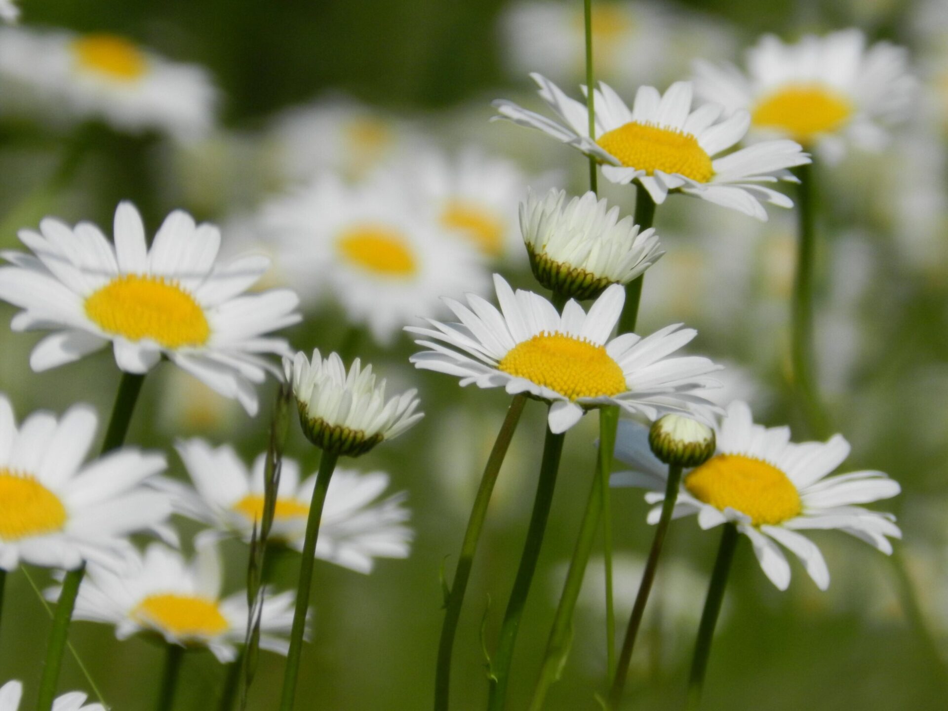 Daisies in the sunshine