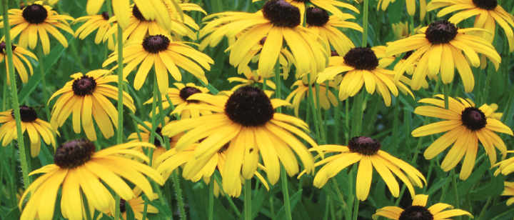 Field of black-eyed Susans