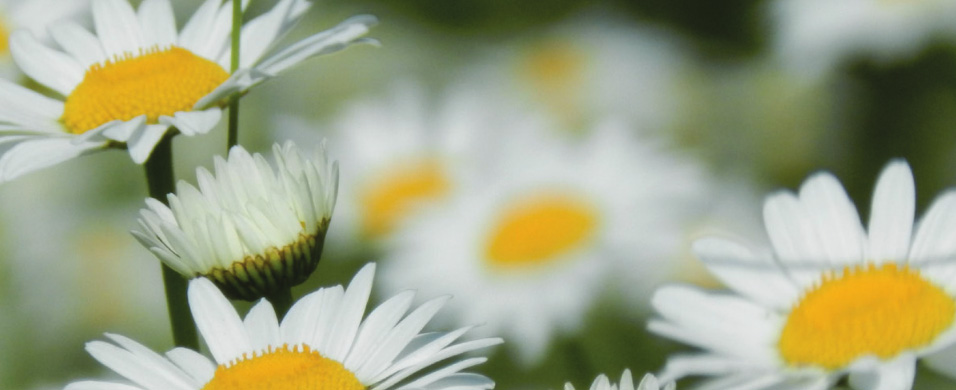 Daises growing in grass