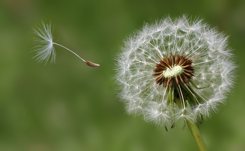 dandelion