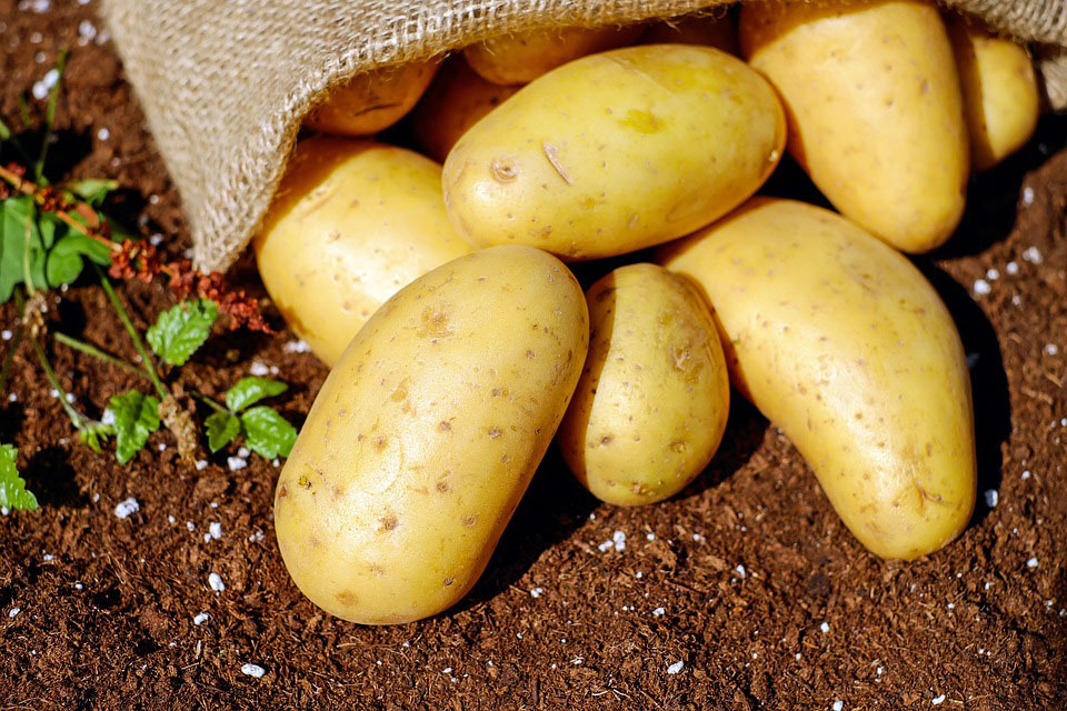 freshly picked yukon potatoes